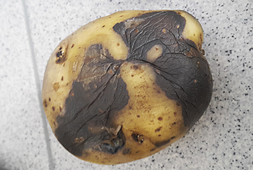резиновая гниль картофеля